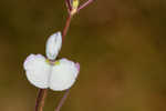 Sand ticktrefoil 